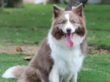 Lilac Border Collie Dog Breed: Info, Pictures, Origin & History