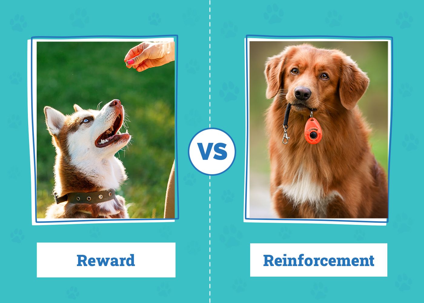 Reward vs Reinforcement in Dog Training