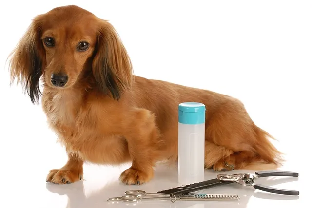Long Haired Dachshund Grooming Tips (10 Expert Pointers)
