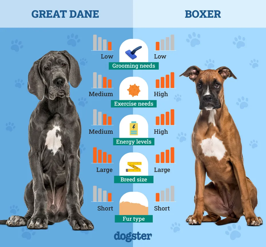 Dogster_Side by Side Comparison_Great Dane vs Boxer