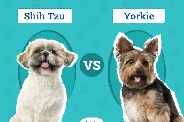 Shih Tzu vs Yorkie: Key Differences & Similarities (With Pictures)