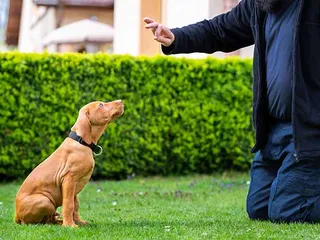 How Long Will It Take to Potty Train a Dog? Vet-Approved Facts & FAQ