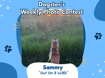 Dogster’s Weekly Photo Contest Winners: Out On a Walk (August 17, 2026)