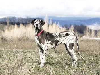 How Long Do Great Danes Live? Vet-Reviewed Average Lifespan, Data & Care