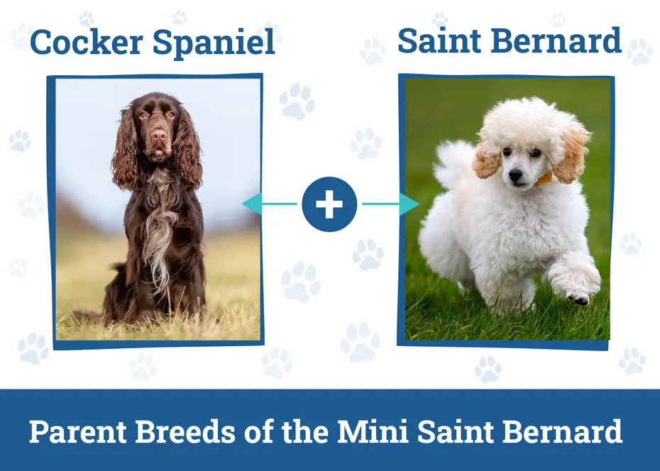 Parent Breeds of the Mini Cockapoo Mix