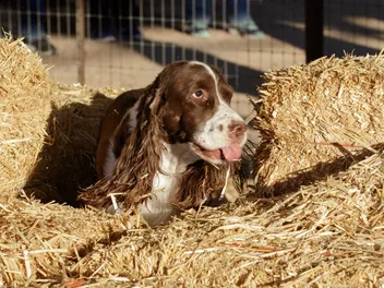 What Is a Barn Hunt for Dogs? Vet-Verified Info & FAQ