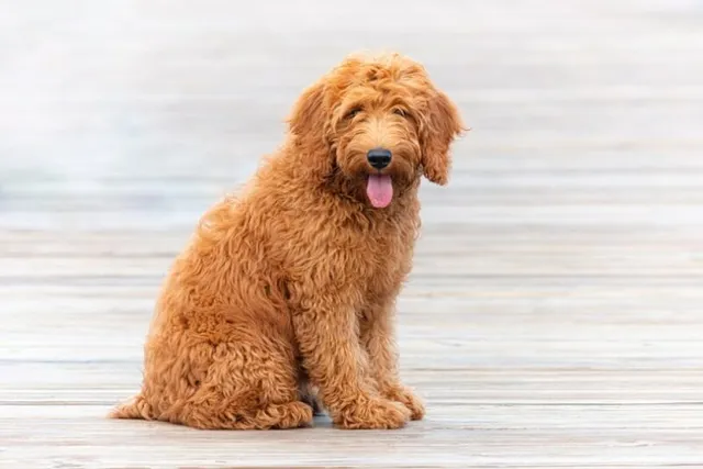 100+ Marvelous Mixed Dog Breeds You'll Love (With Info & Pictures)