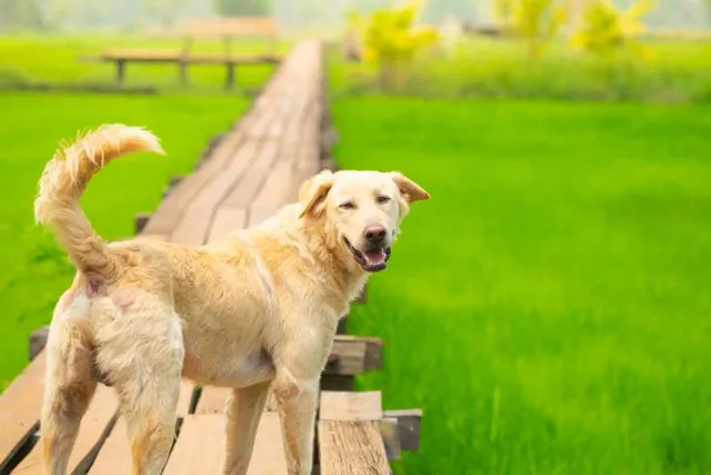 Rainbow Bridge Remembrance Day 2026: What It Is & When It's Celebrated