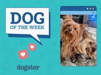 Dogster Photo Contest: Dogs of the Week Winners (Jan 23, 2025)