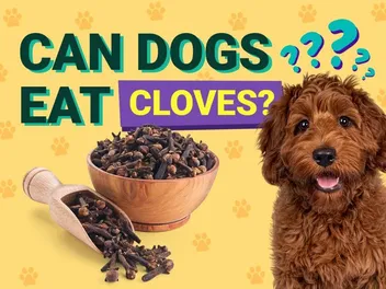 Can Dogs Eat Cloves? Vet-Reviewed Health & Nutrition Facts