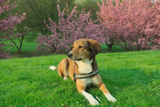 10 Great Off-Leash Dog Parks in Battle Creek, MI You Can Visit in 2026