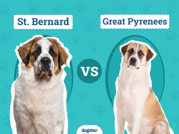 St. Bernard vs. Great Pyrenees: The Differences (With Pictures)