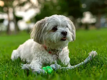 Why Dog Toys and Playtime Are Important for Dogs: Top 8 Reasons