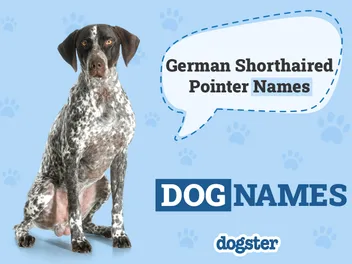 150+ German Shorthaired Pointer Names: Best Ideas for Your Pup