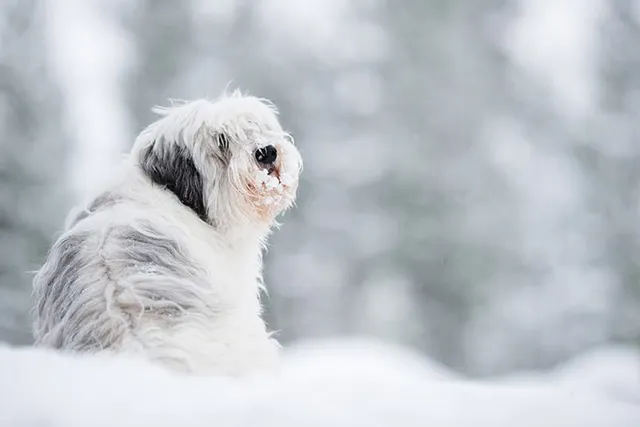 Polish Lowland Sheepdog (Polski Owczarek Nizinny): Info, Pictures, Facts & Traits
