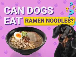 Can Dogs Eat Ramen Noodles? Vet-Verified Nutrition Facts & Risks