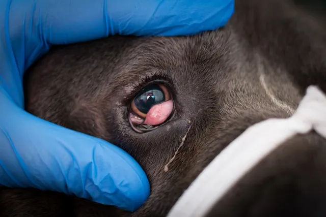 Cherry Eye in Cane Corsos: Signs, Causes & Treatment (Vet Answer)