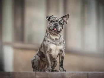 Merle French Bulldog: Info, Pictures, Origin & History