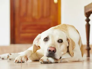 Do Dogs Get Bored? 7 Vet-Reviewed Signs & What to Do About It