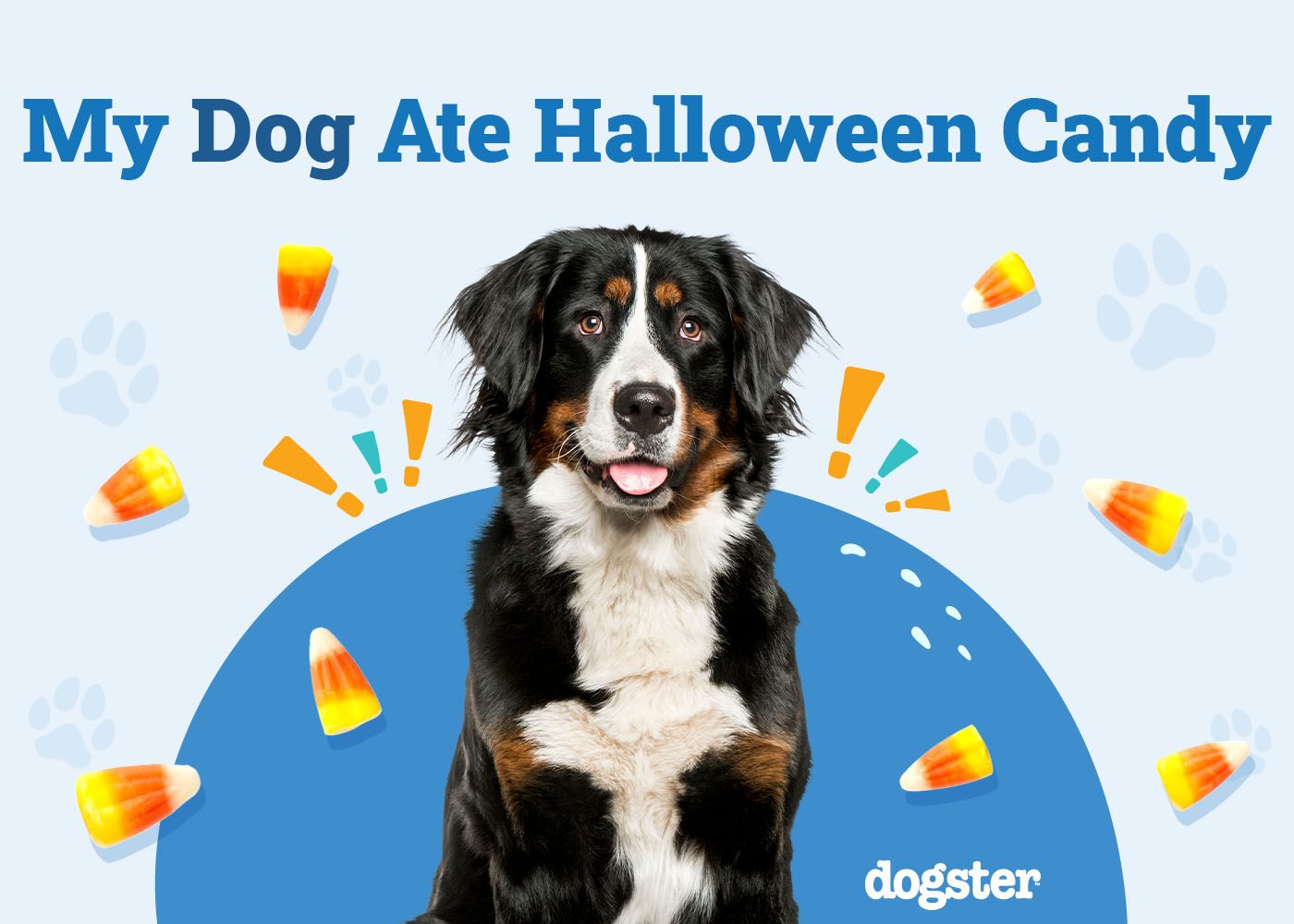 My Dog Ate Halloween Candy: What Should I Do? (Vet Approved)