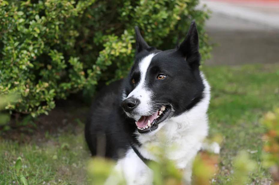 Karelian bears dog Closeup