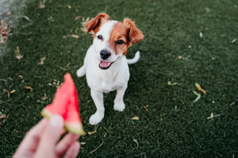 cute jack russell dog eating watermelon outdoors