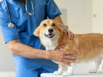 When Should I Spay or Neuter My Corgi? Vet-Verified Facts & Info