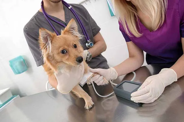 How to Take a Dog's Blood Pressure: 2 Vet Reviewed Methods