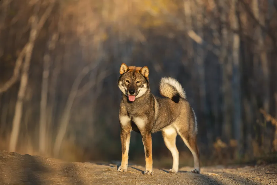 shikoku dog standing in the forest