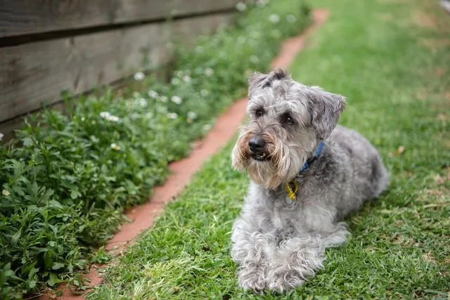 Schnoodle Dog Breed Guide: Info, Pictures, Care Guide & More