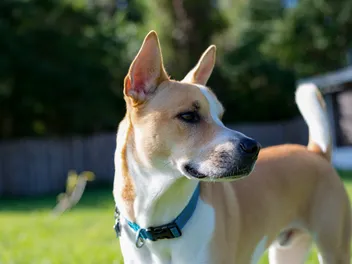 Pitsky (Pitbull & Siberian Husky Mix): Info, Pictures & Care Guide
