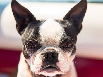 How Aggressive Are Boston Terriers? Vet-Verified Reasons, Tips & FAQ