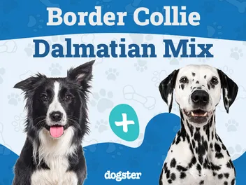 Bodacion (Border Collie & Dalmatian Mix): Info, Pictures, Care & Traits