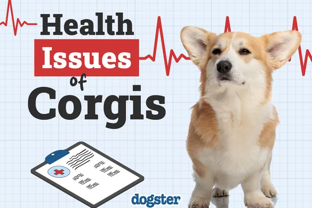 12 Health Problems in Corgis & Vet Approved Tips on What to Do