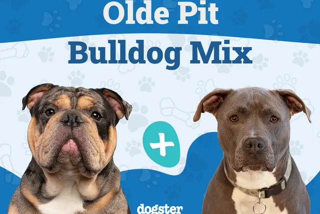 Olde Pit Bulldogge Breed Guide: Info, Pictures & Care Guide