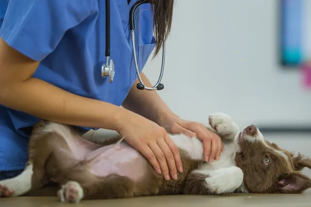 Puppy Diseases & Other Conditions to Worry About