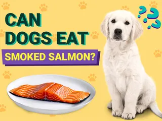Can Dogs Eat Smoked Salmon? Vet-Approved Benefits & Risks