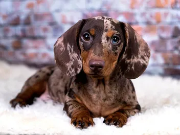 Red Dapple Dachshund: Info, Pictures, Origin & History