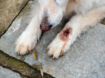 What is Cuterebra (Warbles) in Dogs? Causes & Signs Explained