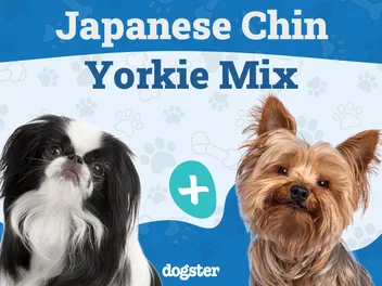 Jarkie (Japanese Chin & Yorkie) Dog Breed: Info, Pictures, Care & More