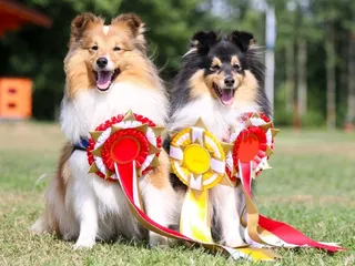 25 Amazing Dog World Records (Updated in 2026)