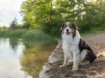 English Shepherd Dog Breed: Info, Pictures, Facts, Traits & History