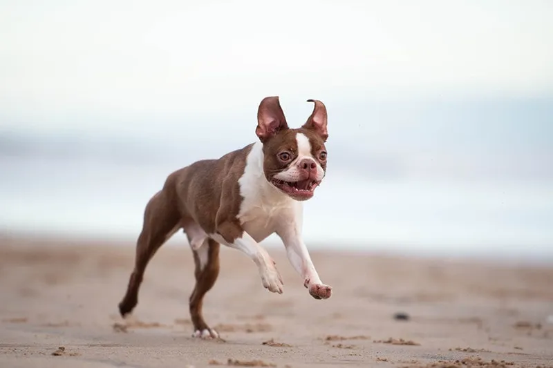 Boston Terrier Dog at the beach