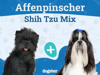 Affen Tzu Dog Breed: Info, Pictures, Care & More