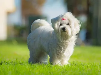 How Much Does a Maltese Smell? Breed Facts & Care Tips