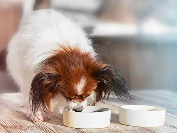 Why Doesn't My Dog Chew His Food? Vet-Reviewed Facts & FAQ