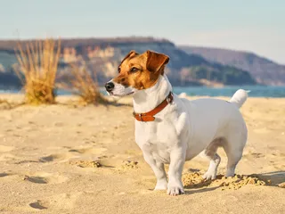 12 Jack Russell Terrier Facts: All About This Dynamic Dog Breed (Vet-Reviewed)