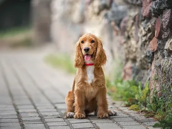 How to Potty Train a Cocker Spaniel: 7 Vet-Verified Tips & Tricks