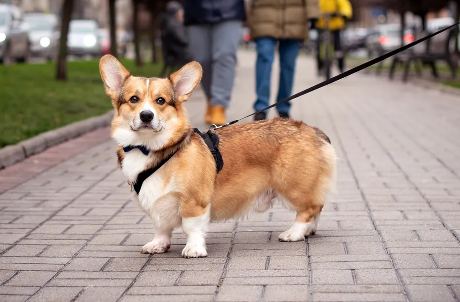 pembroke welsh corgi dog standing on the pavement