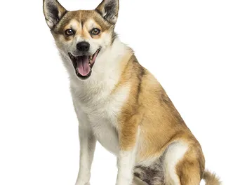 Norwegian Lundehund Dog Breed: Info, Pictures, Traits & Care